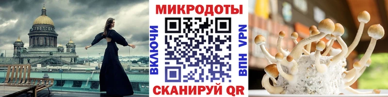 Псилоцибиновые грибы Psilocybe Гатчина