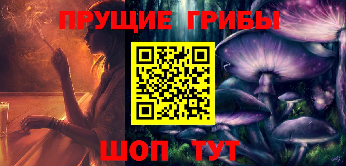 Псилоцибиновые грибы прущие грибы  Галлюциногенные грибы Psilocybe  Гатчина 